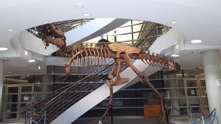 有名なテラノザウルスの標本